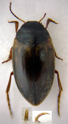 Hydroporus tessellatus